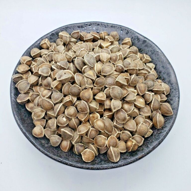 moringa seed